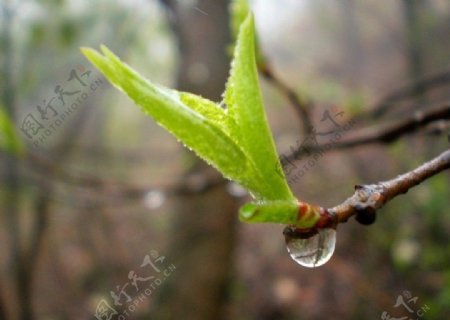 枝头露珠图片