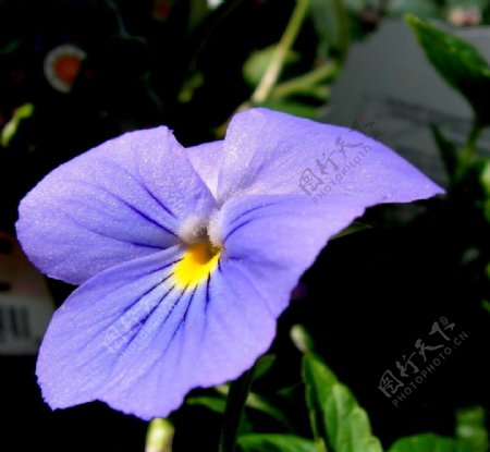 紫色三色堇花图片