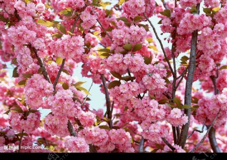 极漂亮的粉红花朵盛开枝头图片