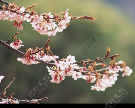 精品花卉系列花的世界图片