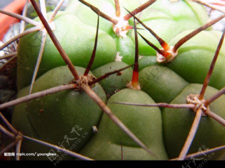 cactus仙人掌图片