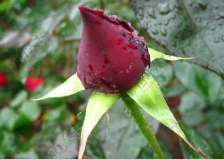 雨后待放的玫瑰图片