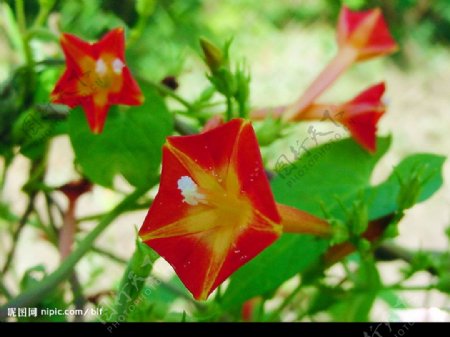 牵牛花图片