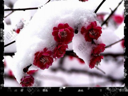 傲雪红梅图片