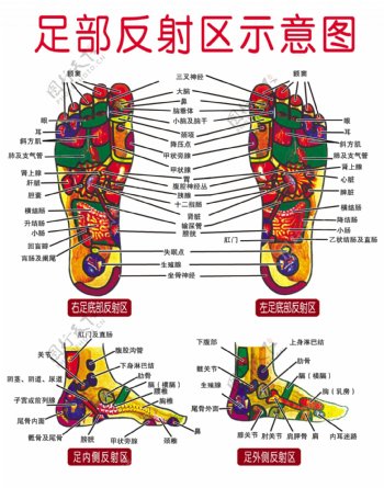 足部反射区示意图图片