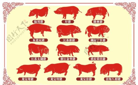 中国地方猪矢量图图片