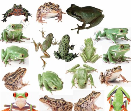 18款青蛙素材图片