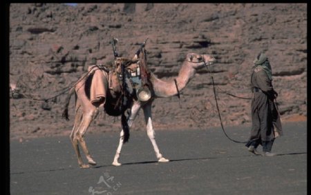人与骆驼图片
