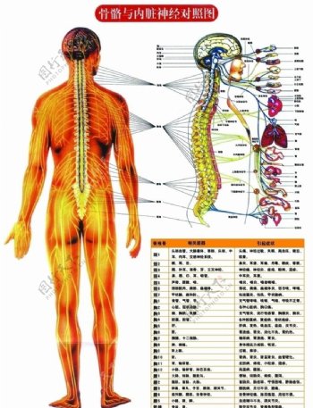 骨骼与内脏神经对照图图片
