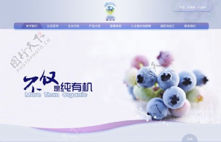 精致蓝莓网站图片