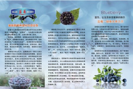 植物健康素材蓝莓图片