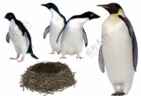 企鹅与鸟巢图片
