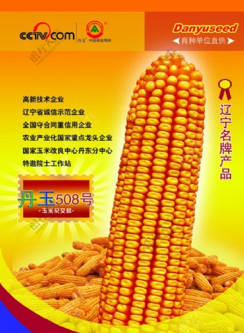 玉米种子单页图片