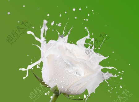 牛奶玫瑰图片