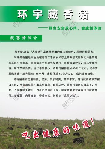 藏香猪宣传彩页图片