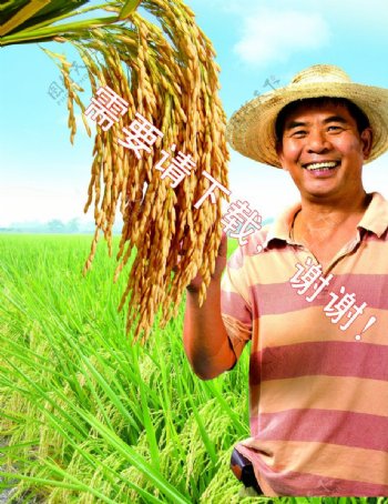 水稻农民图片