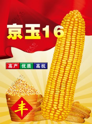 京玉16玉米种宣传单图片