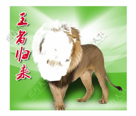 高清狮子图片