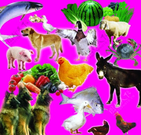 动物蔬菜图片