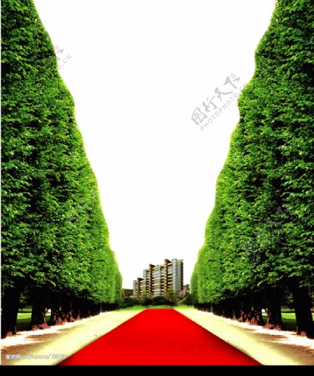 房产广告用行道树图片
