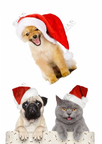 圣诞猫咪狗狗素材图片