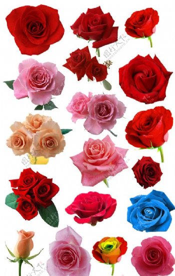 鲜花集合01玫瑰花图片