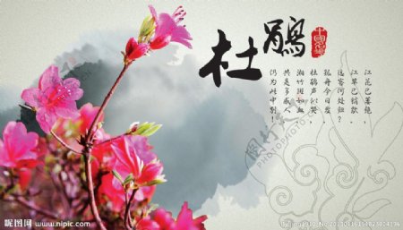 中国名花之杜鹃花图片