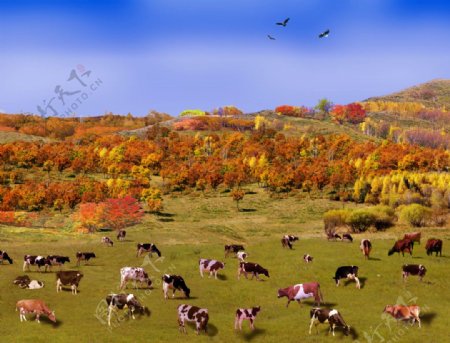 秋季牧歌图片