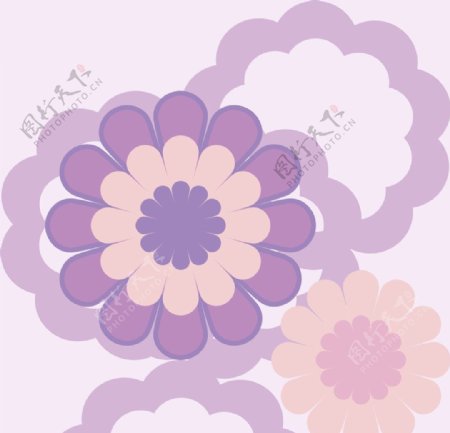 大瓣菊花紋图片