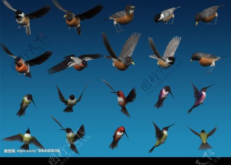 鸟类集合图片
