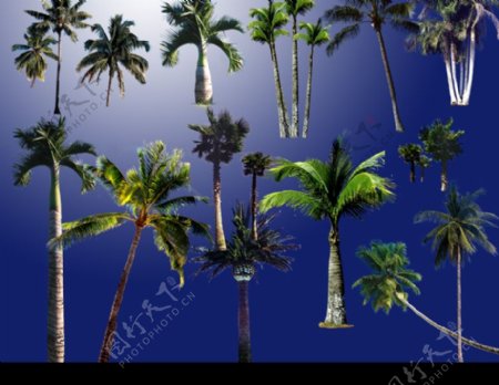 PS后期各种热带树种分层图片系列三