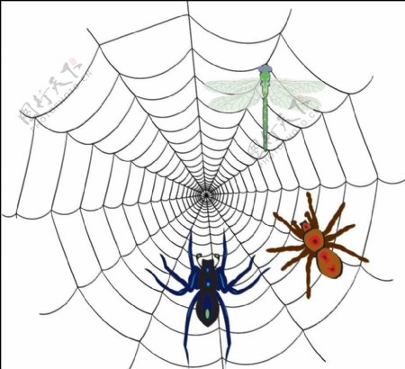 蜘蛛与蜘蛛网图片