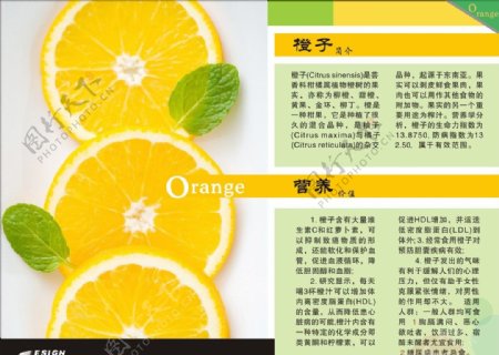 版式设计橘子图片
