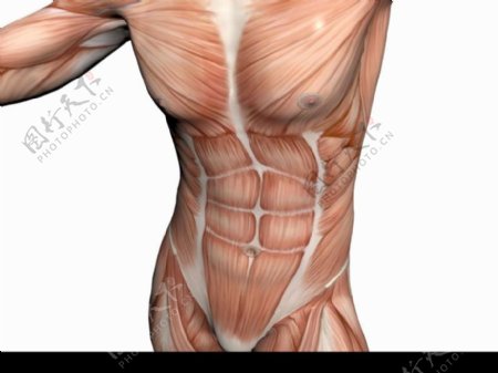 肌肉人体模型0003