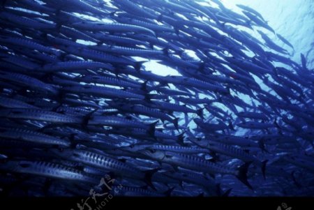 深海动物0039