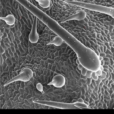 昆虫显微镜图片0038