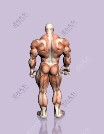 肌肉人体模型0138