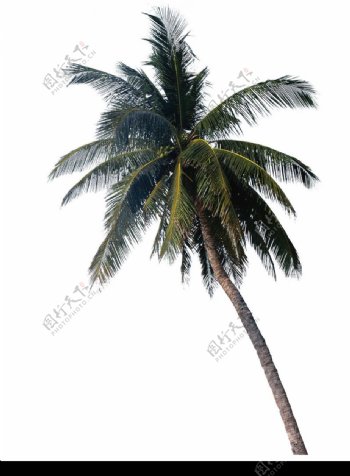 棕榈及椰树0024