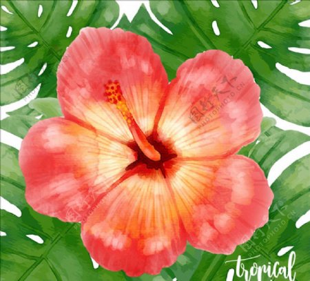 手绘水彩热带花卉