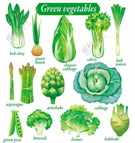 蔬菜手绘蔬菜包菜菠菜