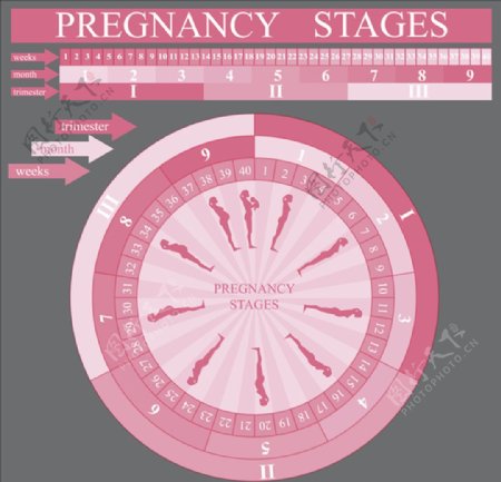 妊娠期图表模板