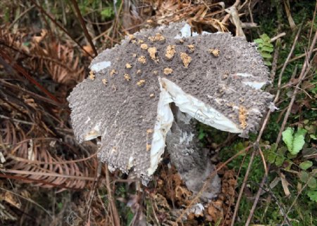 山林蘑菇