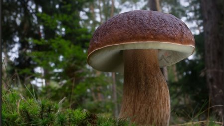 森林野生蘑菇