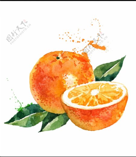 手绘水彩橙子桔子矢量插画