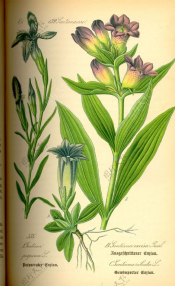 手绘植物图谱