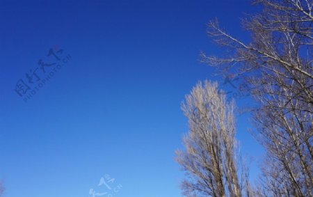 冬天蓝天杨树