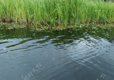泸沽湖水