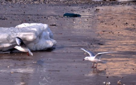 秦皇岛冬季海滨