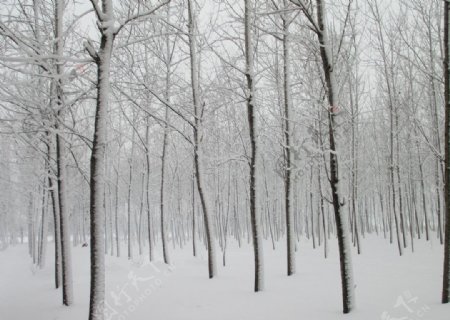 雪景冬天雪中的树