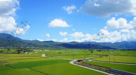 稻田风景